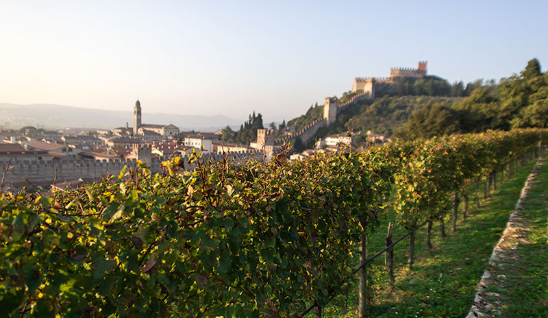 Cantina di Soave: Weinbau-Kooperative mit 2.200 Mitgliedern und 6.600 Weinbergen (Foto)